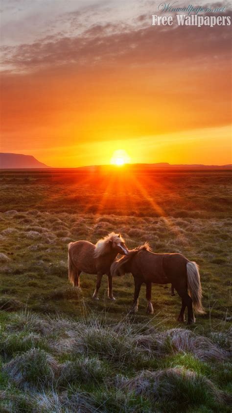 Horse Phone Sunset Wallpapers Wallpaper Cave