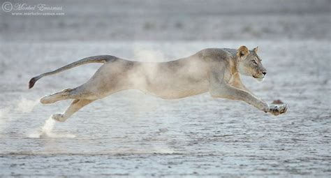 Lion In Flight By Morkel Erasmus Via 500px World Lion Day Animals