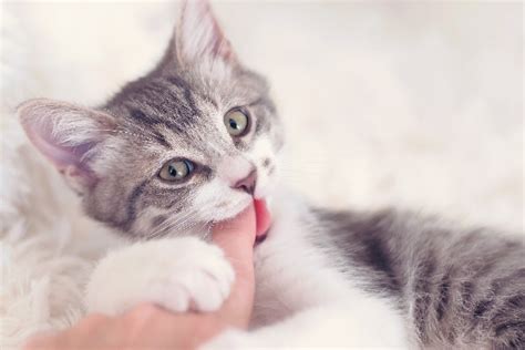 Kitten Biting Why How To Stop It And What Not To Do Catster