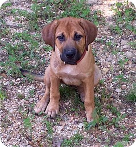 Appleridge is a dedicated german shepherd breeder that has legions of titled dogs over decades. RIVER | Adopted Puppy | MILWAUKEE, WI | German Shepherd ...