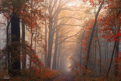 Magical Autumn Forests Photographed By Janek Sedlář Autumn Landscape