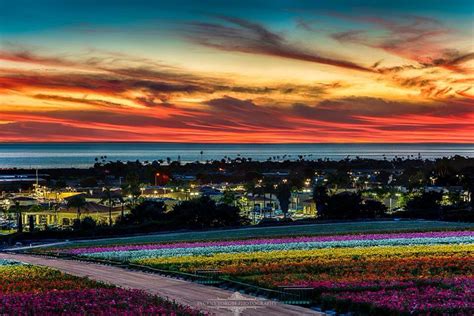 Carlsbad Flower Fields Although Ive Been Already I Always Love
