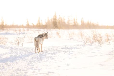 Wolf Stories From Nanuk Churchill Wild Polar Bear Tours