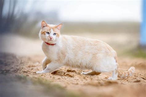 10 Fun Facts About Cream Colored Cats And Cream Tabby Cats