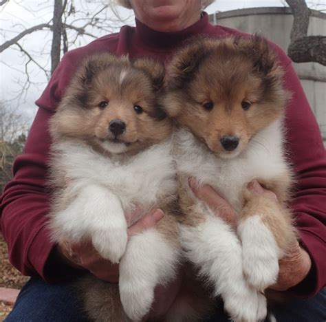 Similar to their larger cousins, miniature shelties are more likely to be good and energetic, with an innate herding intuition. Texas Sheltie Breeders, Sheltie Pups, shetland sheepdog puppy, Lockehill Shelties Puppy Page ...