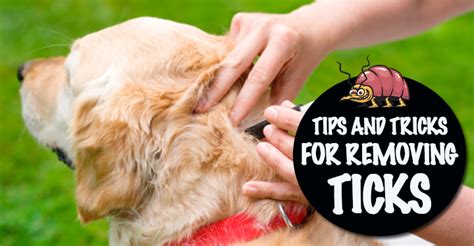 Tips And Tricks To Removing Ticks