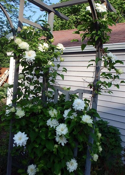 We did not find results for: Photo of the bloom of Clematis 'Duchess of Edinburgh ...