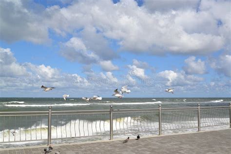 Seagulls Fly Over The Baltic Sea Stock Image Image Of Pigeon