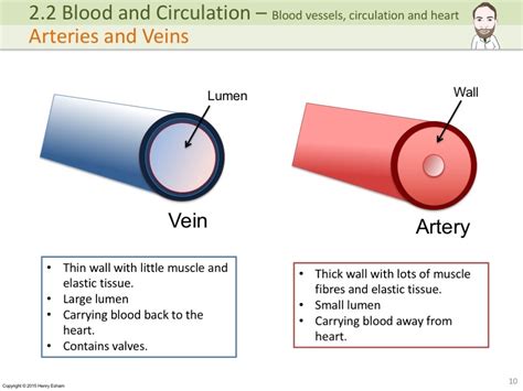 Igcse Blood Vessels Circulation And The Heart