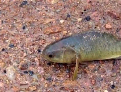 Australians Are Terrified After Fish Walks Out Of Water Metro News