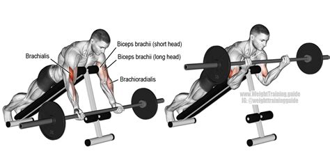 Prone Incline Barbell Curl Instructions And Video Weight Training