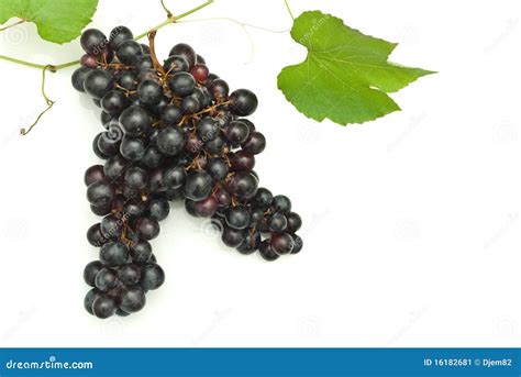 Branch Of Grape Vine Stock Image Image Of Rural Branch 16182681