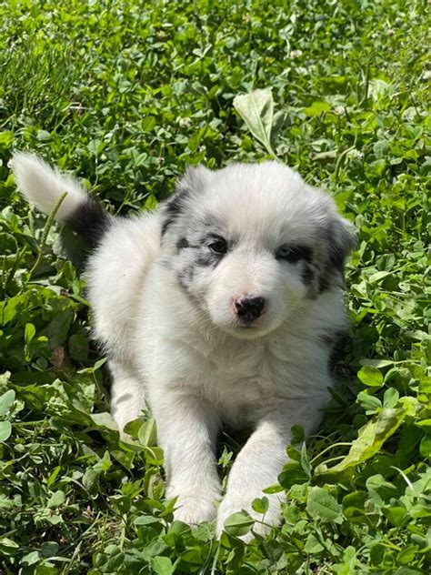 Available Puppies Border Collie Puppies For Sale From J Tail Border