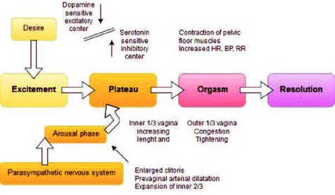 The Four Phase Model Of Female Sexual Response Cycle Bp Free Download