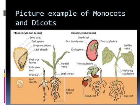 About half as many species belong to the true grasses (poaceae), which are economically the most important family of monocotyledons. Dicotyledonous & Monocotyledonous plants