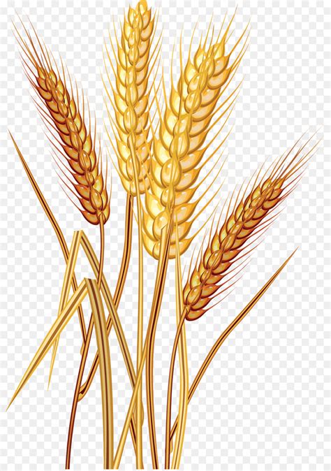 Agriculture clipart wheat plant, Agriculture wheat plant Transparent 