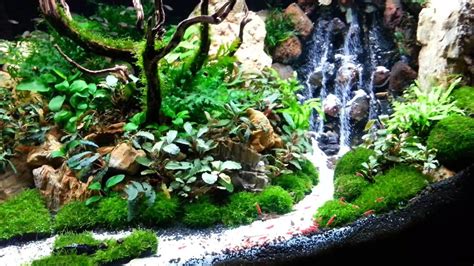 Aquascape Wallpapers Top Free Aquascape Backgrounds Wallpaperaccess