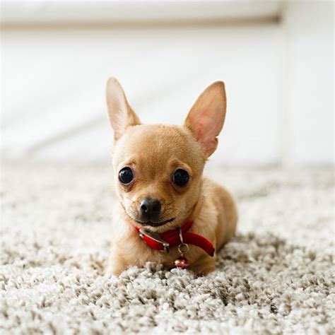 1 Chihuahua Puppies For Sale In California