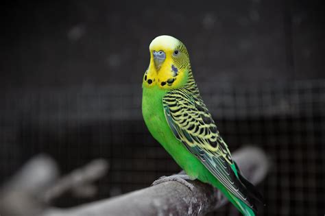 Budgerigars All You Need To Know About These Tiny Parrots Rebecca