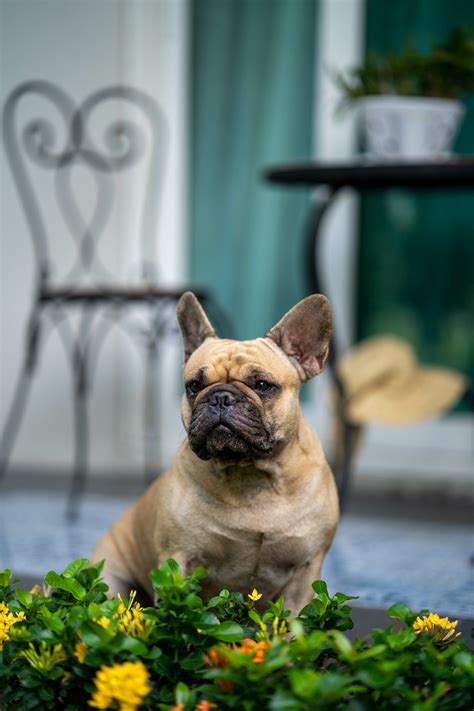 Breed Information Loving Frenchies