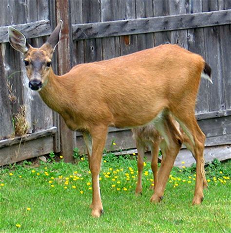 Sep 02, 2020 · don't let deer, rabbits, or other hungry critters ruin your spring show. The Deer Resistant Food Garden - BC Farms & Food