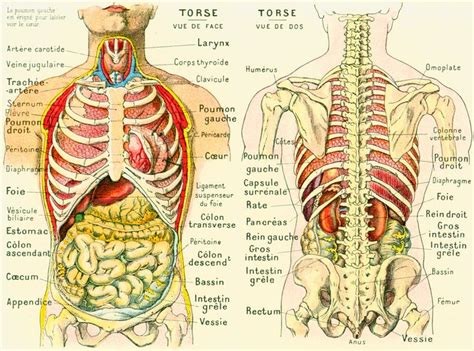 Anatomy Human Body Internal Organs Intestine Liver Kidnet Guts Encyclopedia Larousse