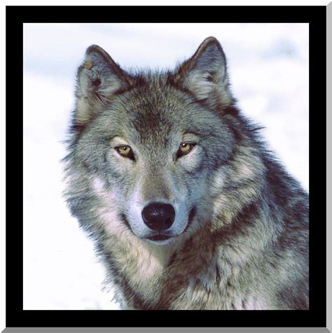 Maybe you would like to learn more about one of these? Storm Wolf,Animated - Wolves Photo (6904159) - Fanpop