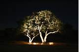 Images of Landscape Lighting For Trees