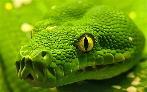 Green Snake Scales Eye Mouth Hd Wallpaper Pxfuel