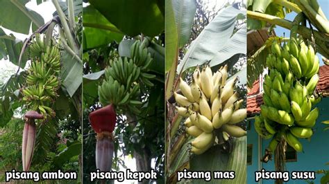 Berbagai Jenis Pisang Yang Tumbuh Dan Berbuah Disekitar Kita Jenis