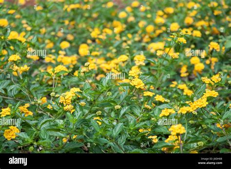 Yellow Lantana Flower Bed Lantana Montevidensis Stock Photo Alamy