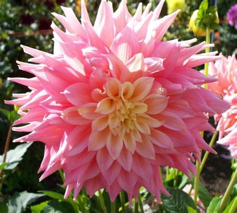 ¡Viva la flor nacional de México (imágenes preciosas)! | Beautiful pink