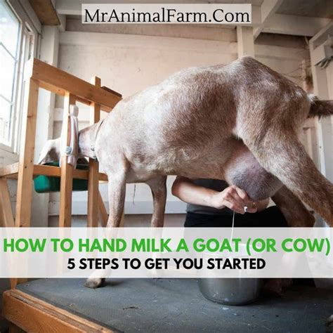 How To Milk A Goat By Hand 5 Easy Steps Works With Cows Too