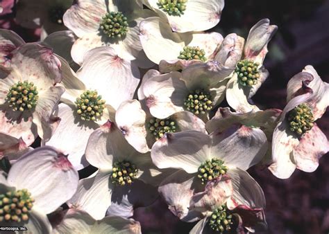 Cultivars with pink or red blooms arise from the natural occurring variety of flowering dogwood, cornus florida var. Disease-Resistant Dogwoods | HGTV
