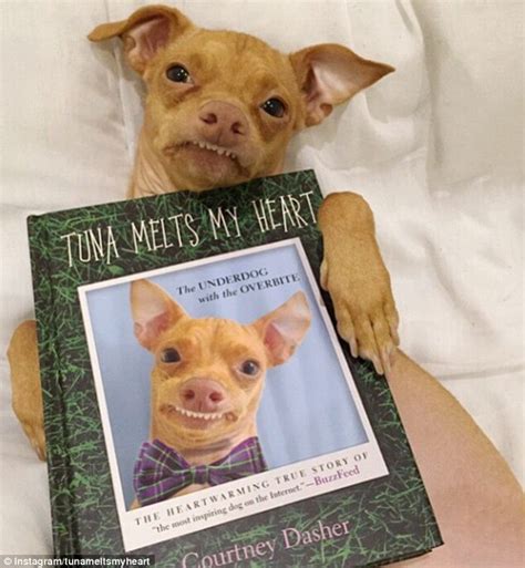 On june 7th, the geobeats. Tuna The Dog Might Have a Serious Case Of Underbite And ...