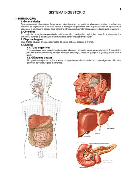 Sistema Digestorio Sistema Digestorio Completo Docsity