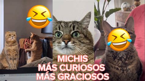 Gatos Graciosos Videos De Risa De Gatos Chistosos Michis Youtube