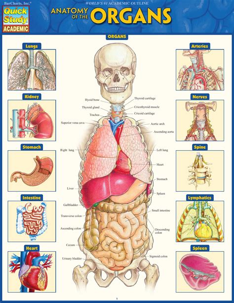 Human internal organs system anatomy infographic, vector illustration isolated. Anatomy of the Organs (Quick Study Academic) » Medical ...