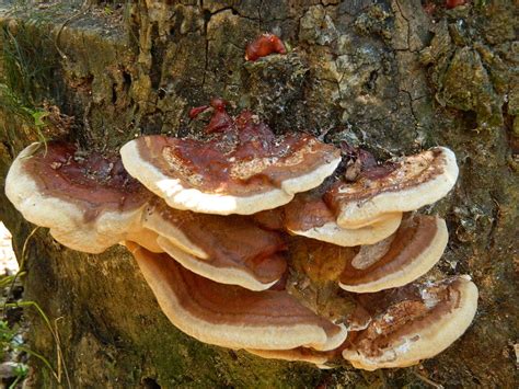 Magnificent Fungus On A Stump Photograph By Kathy Barney Fine Art America