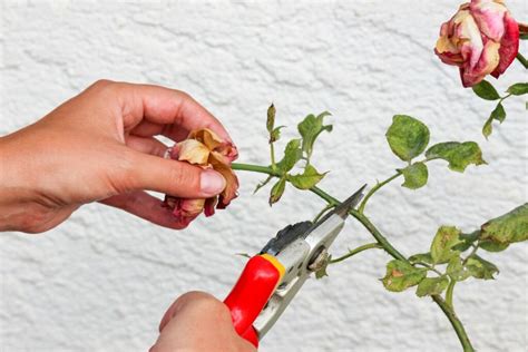 Pruning Roses Expert Tips On How And When To Do It Plantura