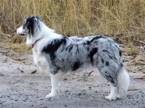 Border Collie Breed Guide Learn About The Border Collie