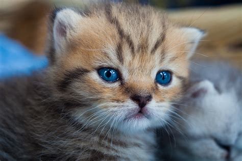 Find over 100+ of the best free cute kitten images. Cute Baby Cats - Cool Stories and Photos