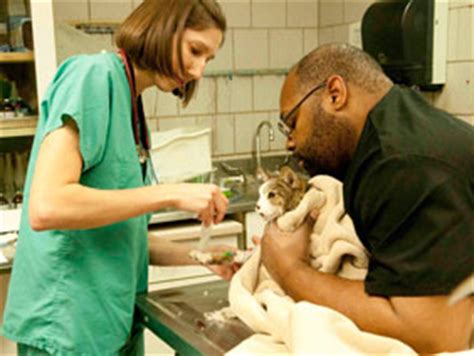 Experts in high quality animal pet surgery & medicine lakeview lincoln park.family pet blum animal hospital. City of Chicago :: Low Cost Pet Vaccine Clinic Dates