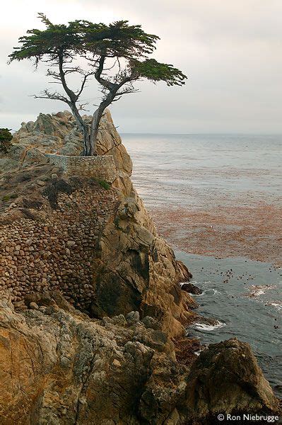 Lone Cypress 17 Mile Drive Monterey Ca Monterey Peninsula