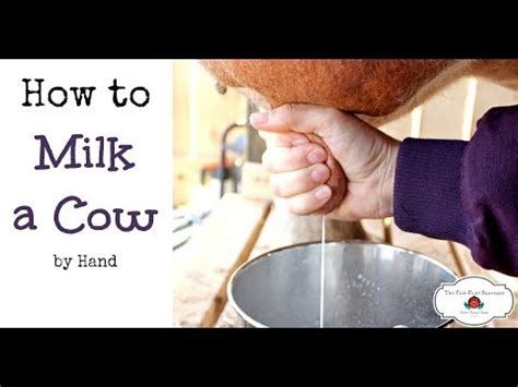 Cow Milking Cow Milking By Hand How To Milk A Cow How To Milk A