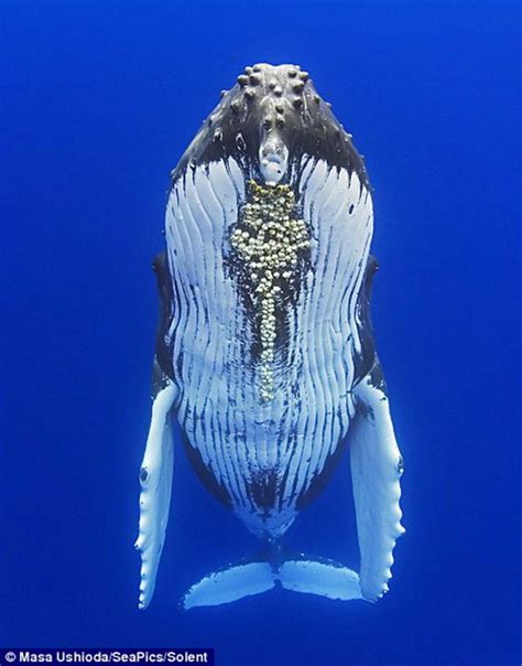Elecciones Whale Ocean Animals Humpback Whale