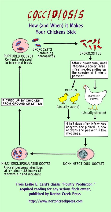 Frontiers Chicken Coccidiosis From The Parasite Lifecycle OFF