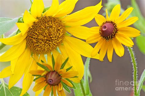Sunny Sunflowers Photograph By Luana K Perez Fine Art America