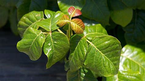 Bigger Stronger Itchier How Climate Change Is Making Poison Ivy More