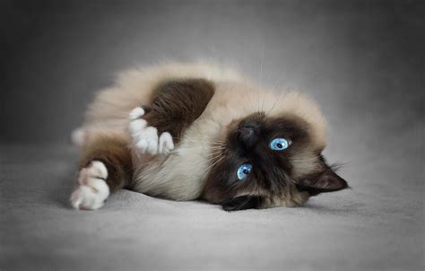 Обои кошка кот поза лапки лежит красотка голубые глаза серый фон